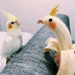 Meet your Posher, Nick